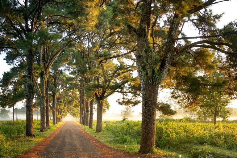 Coaching in der Natur in Chemnitz