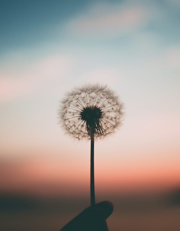 Pusteblume bei Sonnenuntergang.